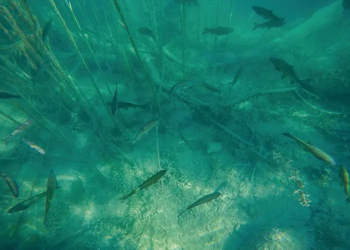 4 Bedroom Pet Friendly In Vikendica